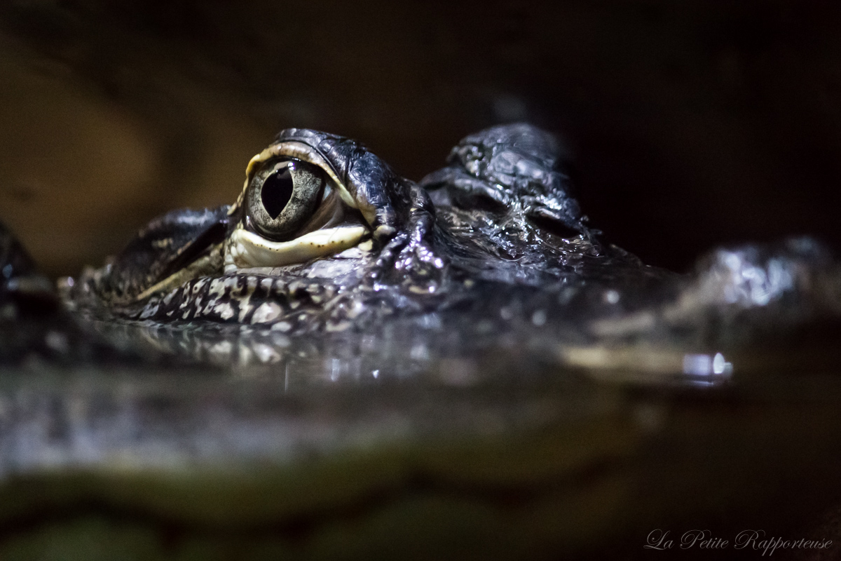 Crocodile (Biotropica)