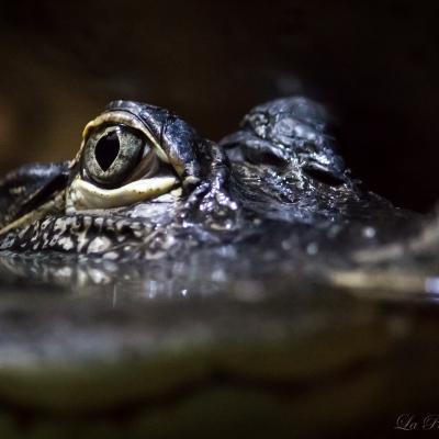 Crocodile (Biotropica)