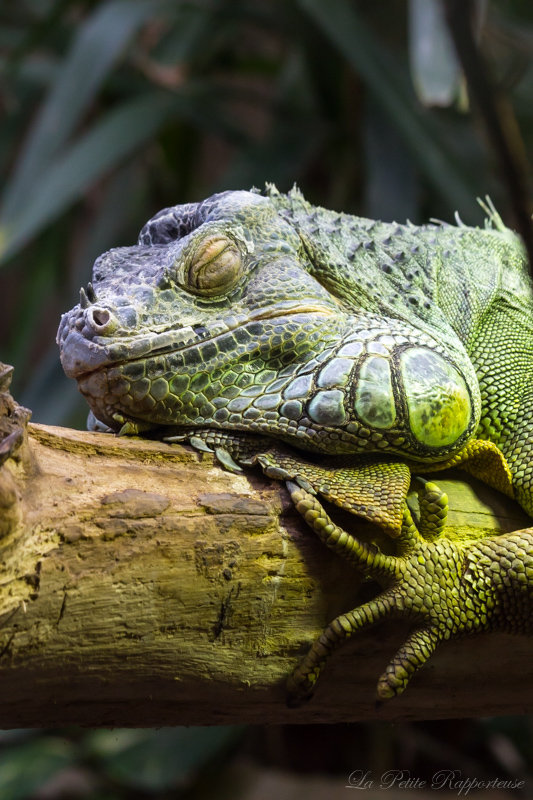 Iguane