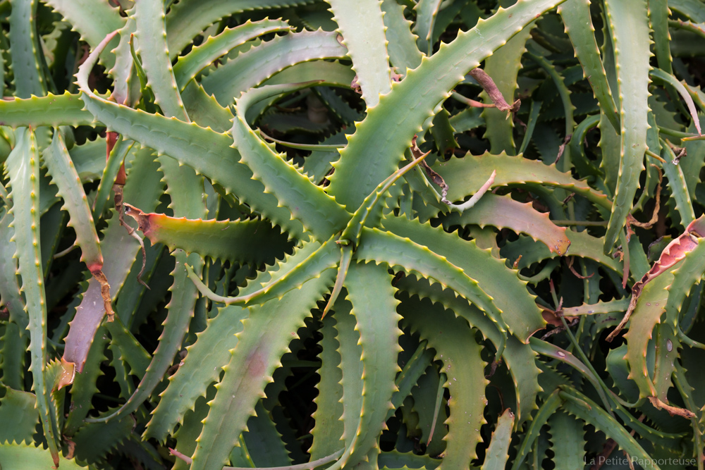 Nature de Lanzarote