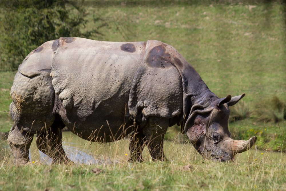 Rhinocéros blanc (Cerza)