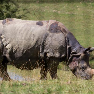 Rhinocéros blanc (Cerza)