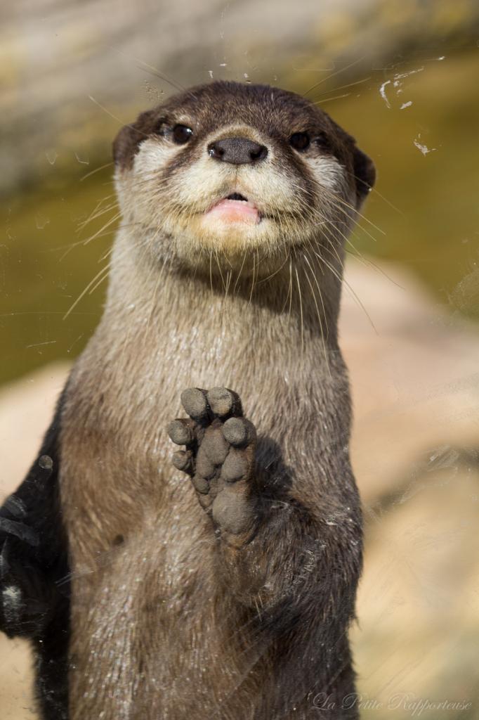 Loutre