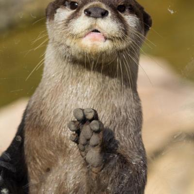 Loutre