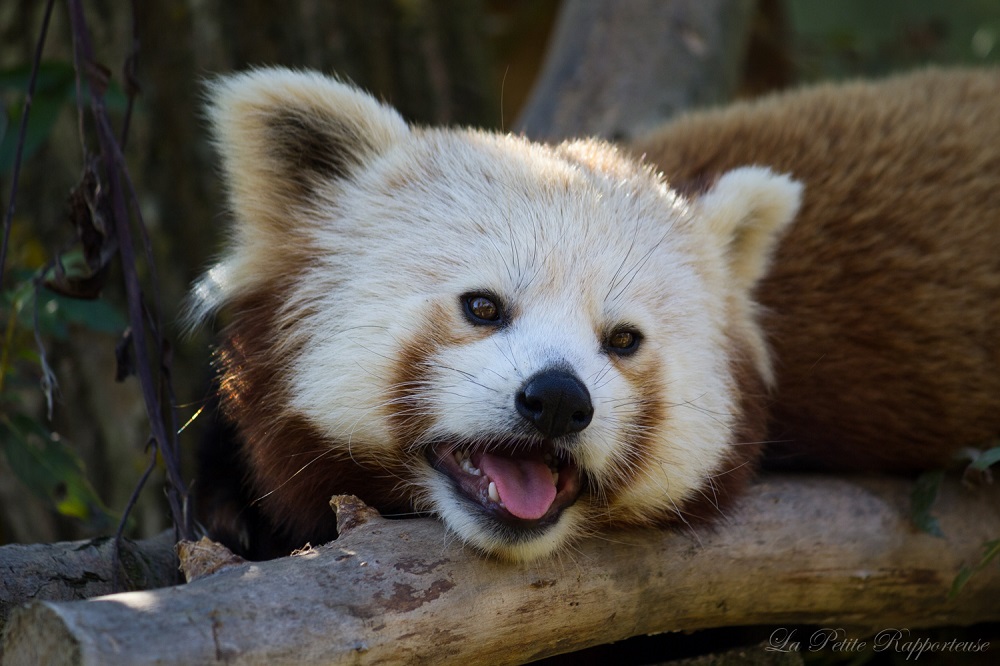 Panda Roux (Cerza)