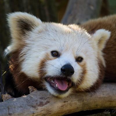 Panda Roux (Cerza)