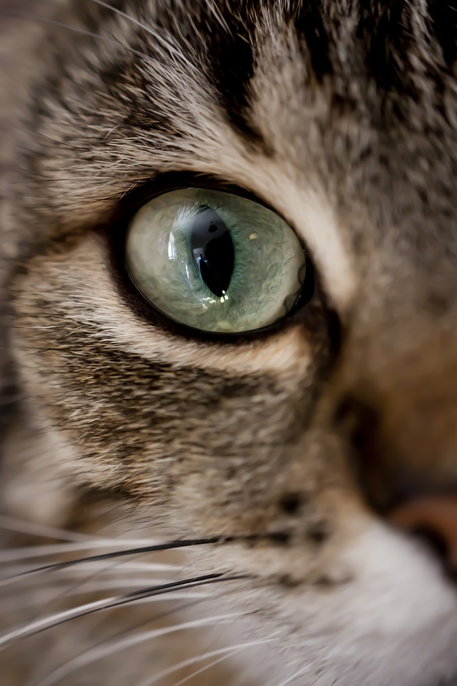 Regard de chat