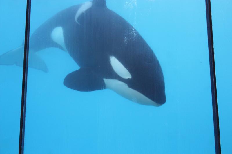 Orque à Marineland