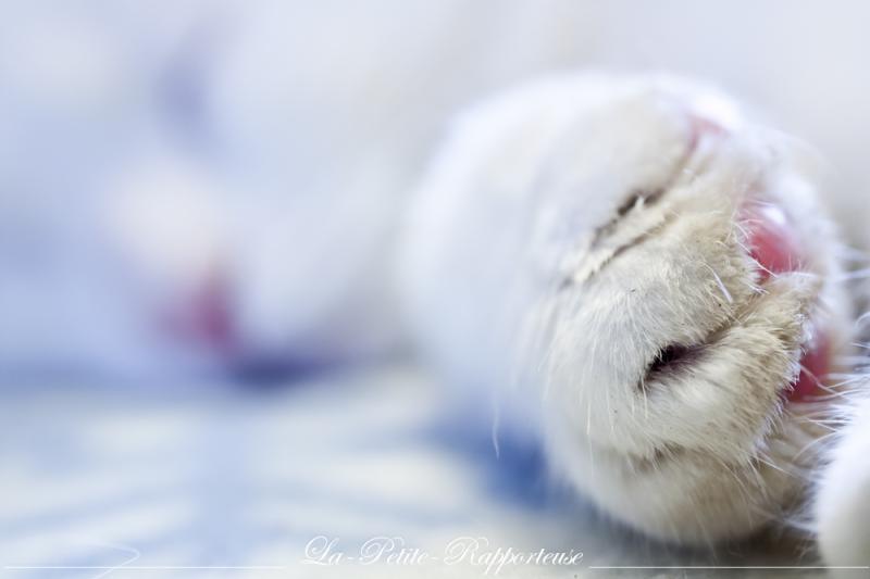 Journée internationale du chat