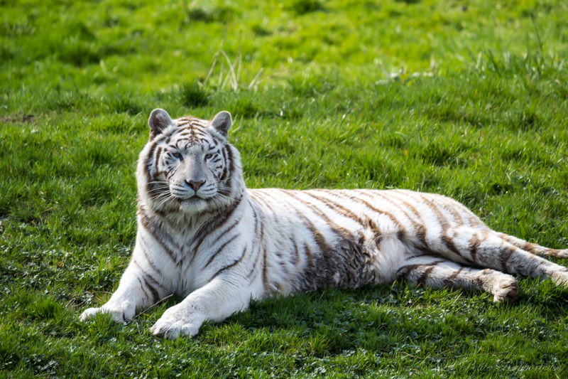 Cerza et les tigres blancs