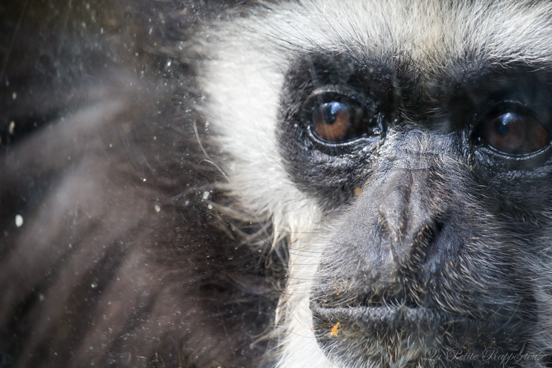 Singes à Cerza