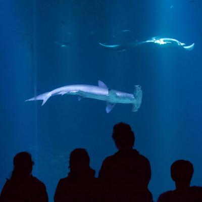 Requin marteau - Nausicaa