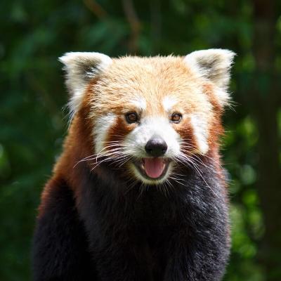 Panda au zoo d'Amiens