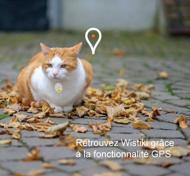 Wistiki : retrouvez votre chat